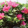 brussel-s-bonsai-bonsai-trees-dt-6016az-44.4