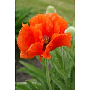 Prince of Orange Oriental Poppy (Pack of 3)