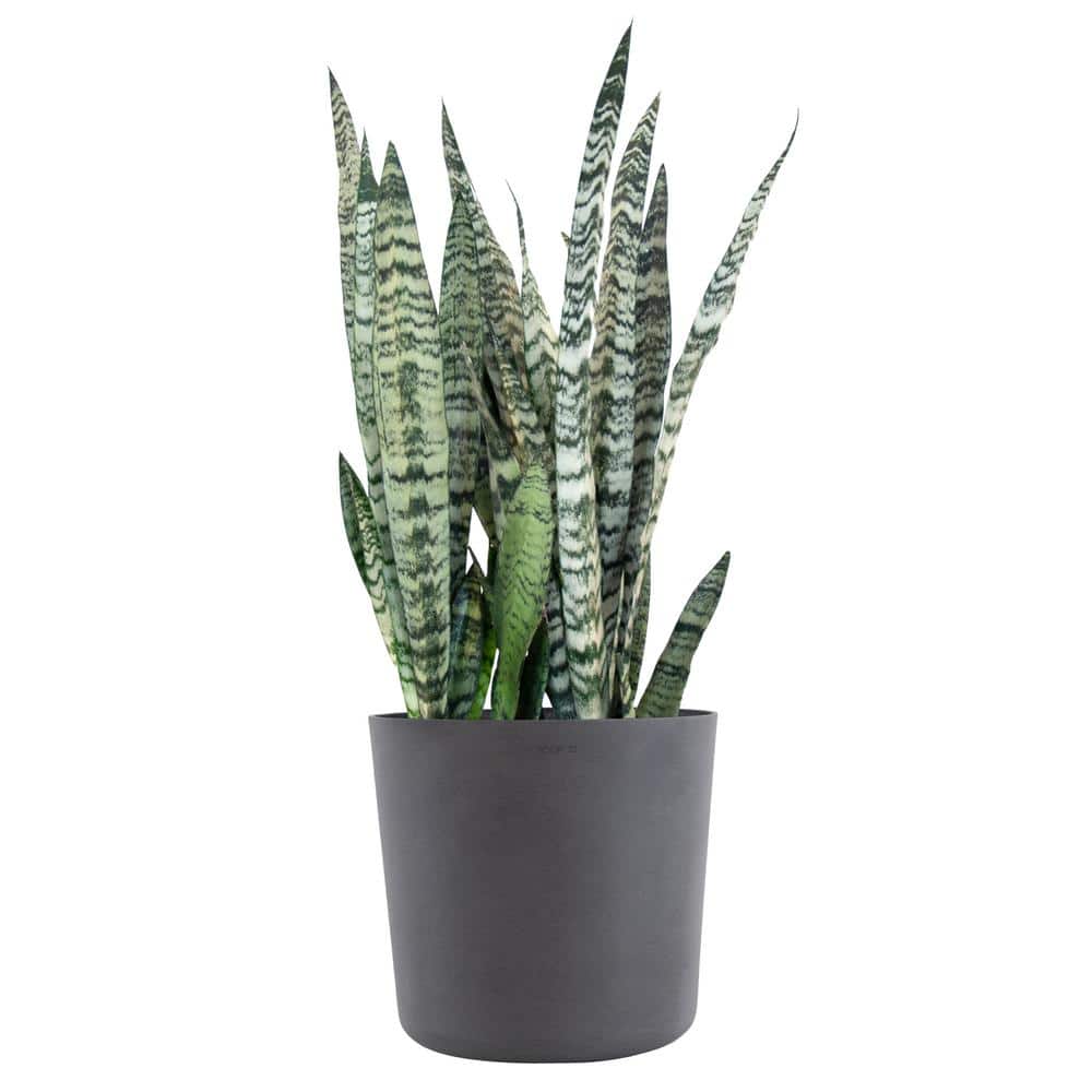 united-nursery-snake-plants-