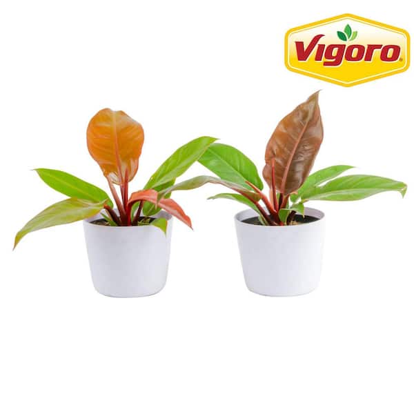 Vigoro Grower's Choice Philodendron Plant in 6in. White Decor Pot, Avg Shipping Height 1-2 ft. Tall (2-Pack)