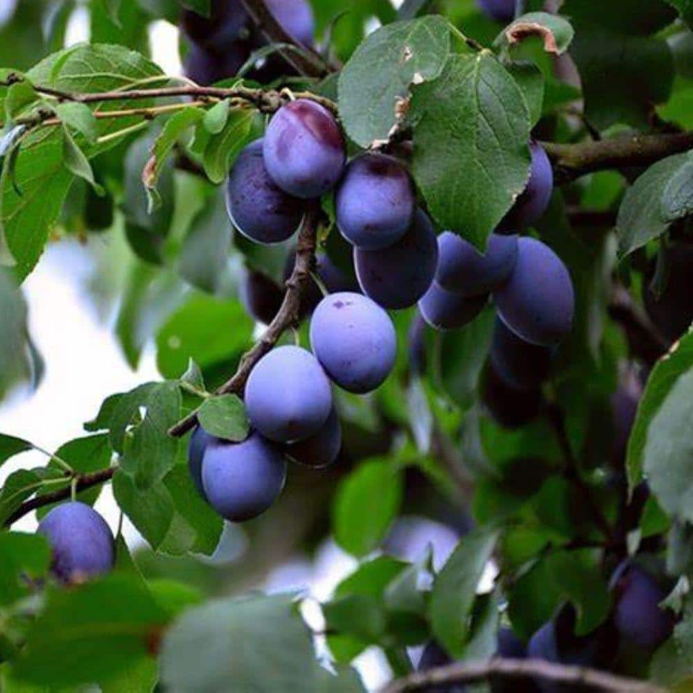 5 Gal. Blue Damson Plum Tree