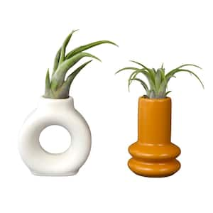 Live Air Plant Gift Home Decor (Pet-Safe Houseplants) with White and Orange Tillandsia Vases (2-Pack)