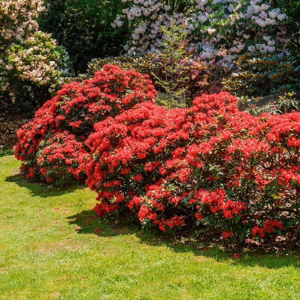 2.5 Qt. Hot Shot Azalea Plant with Red Blooms