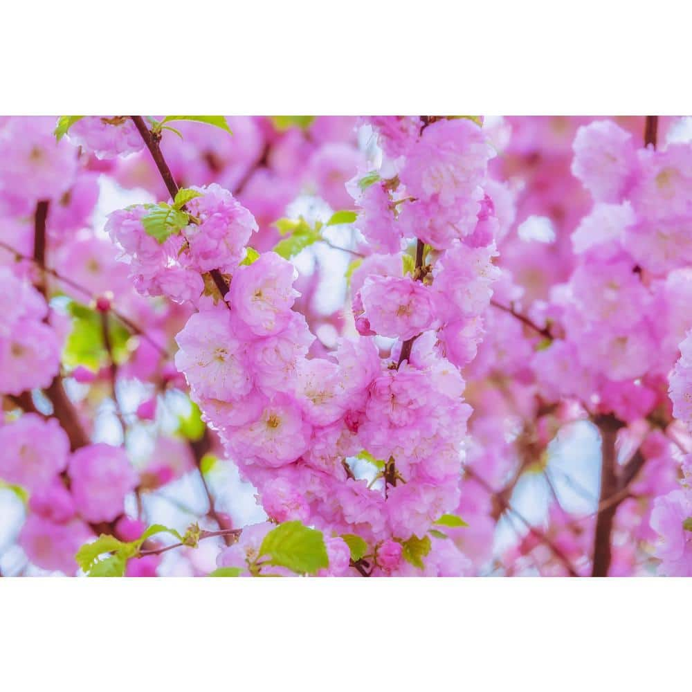 Online Orchards Shogetsu Cherry Blossom Tree (Bare Root, 3 ft. to 4 ft.  Tall) FLCH007 - The Home Depot