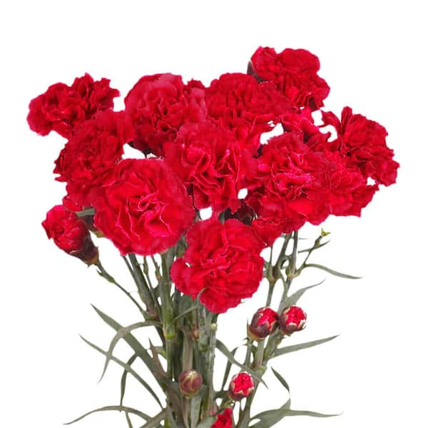 Globalrose 100 Stems of Red Spray Carnations- Fresh Flower Delivery ...
