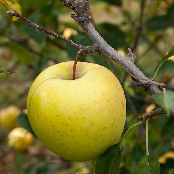 apple wood fruit