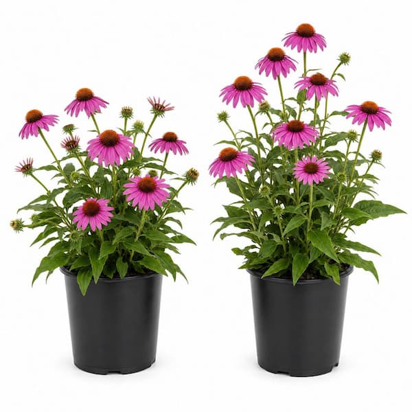 1 gal. Magnus Coneflower - Large Pink-Purple Echinacea Flowering Perennial (2-Pack)