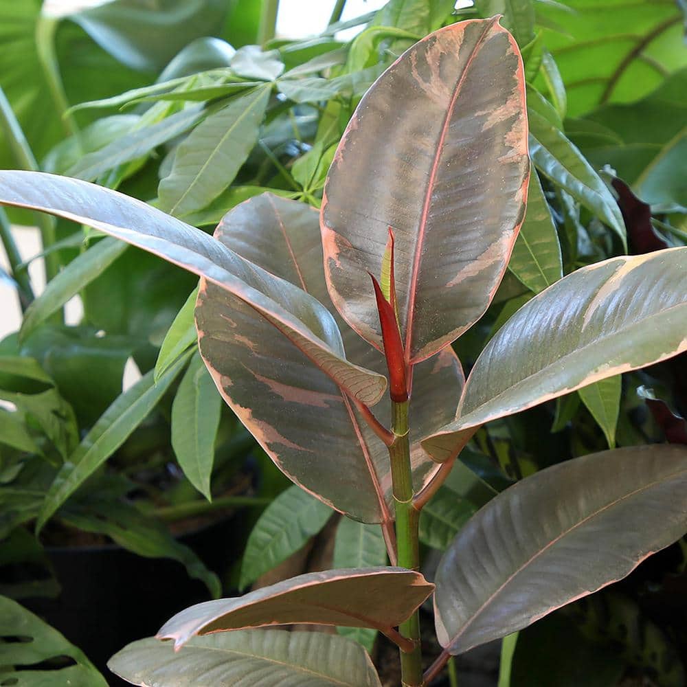 Variegated Ficus Ruby Rubber Tree in White Planter