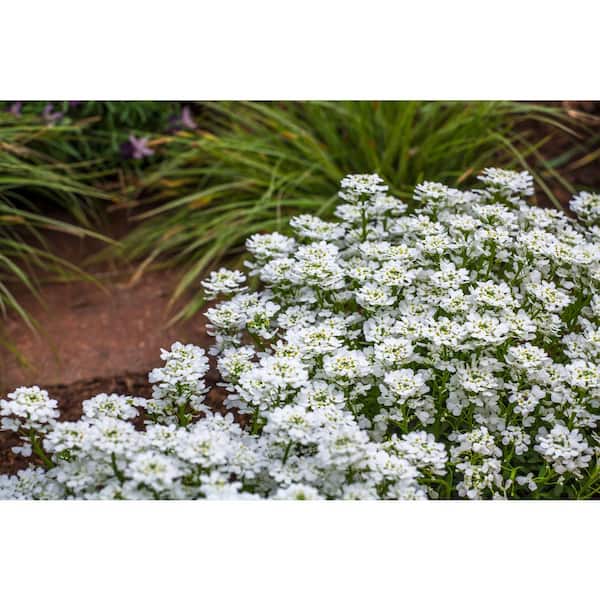 METROLINA GREENHOUSES 2 QT. Snowsurfer Candytuft Plant with White