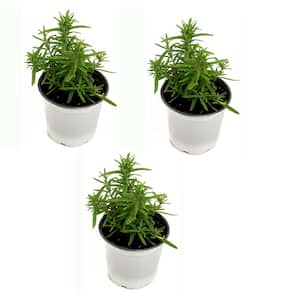 4 in. Rosemary Herb Plant with Lavender Blooms (3-Pack)