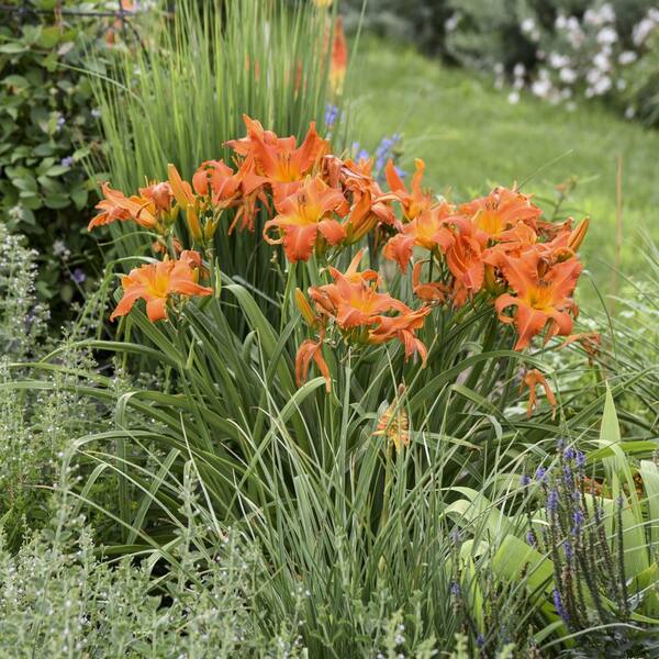 national PLANT NETWORK Bare Root Daylily Masterpiece Collection (8
