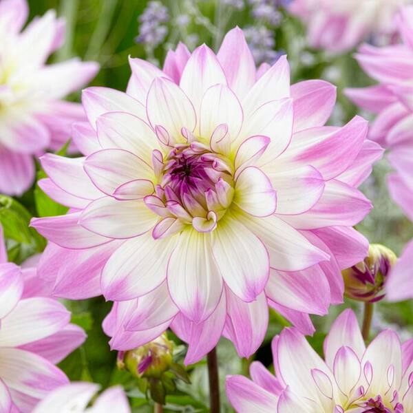 VAN ZYVERDEN Van Zyverden Dahlias Victoria Ann Set of 5 Bulbs