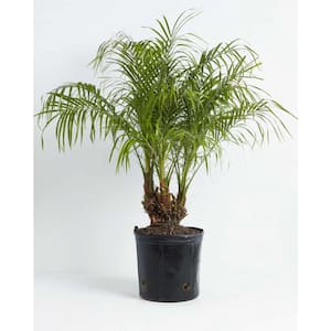 10 in. Pygmy Date Palm (Phoenix Roebelenii) Plant in Grower Pot