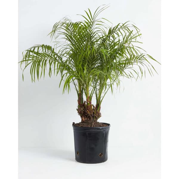 LIVELY ROOT 10 in. Pygmy Date Palm (Phoenix Roebelenii) Plant in Grower Pot