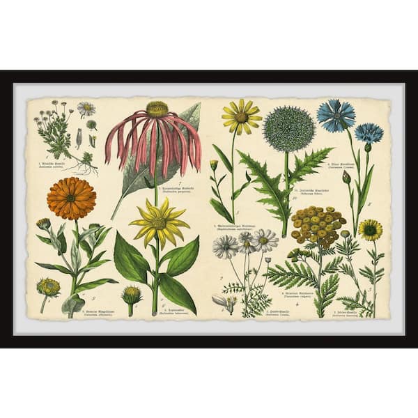 Unbranded "Southern Globethistle" by Marmont Hill Framed Nature Art Print 16 in. x 24 in.