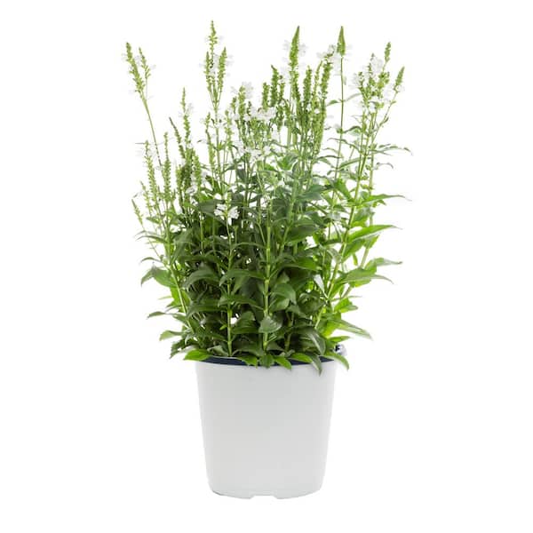 METROLINA GREENHOUSES 1.5 Gal. Physostegia False Dragonhead Crystal Peak White Perennial Plant (1-Pack)