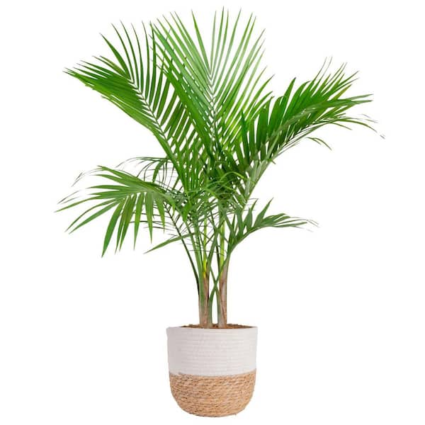 Costa Farms Majesty Palm Indoor Plant in 10 in. Decor Weave Basket Planter,  Average Shipping Height 3-4 ft. Tall CO.MP10.3.CYL - The Home Depot