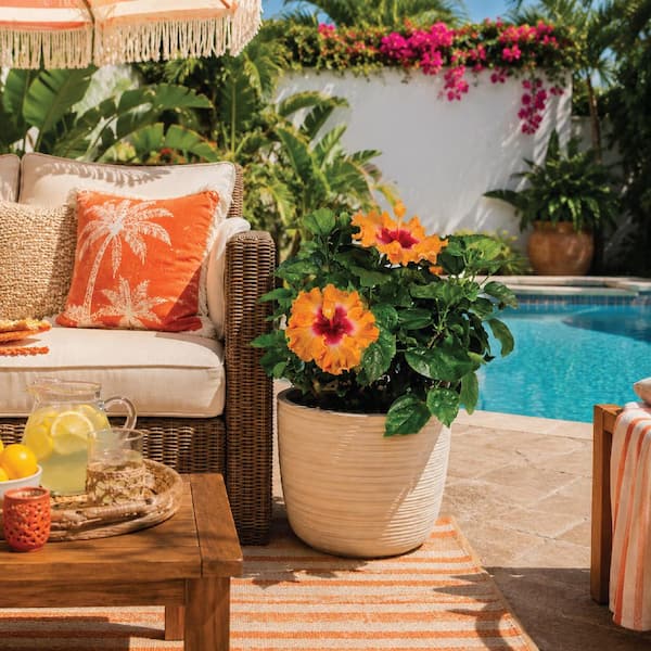 NATURE'S WAY FARMS 1.72 Gal. Orange Fire Hawaiian Hibiscus