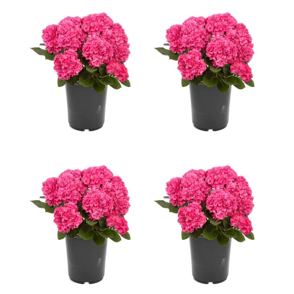 2.5 qt. Hydrangea macrophylla Hi Horizon Pink Perennial Plant with Pink Flo