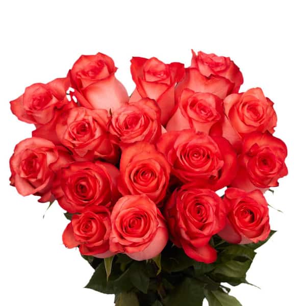 Globalrose 50 Stems of Bright Coral High and Blooming Roses Fresh