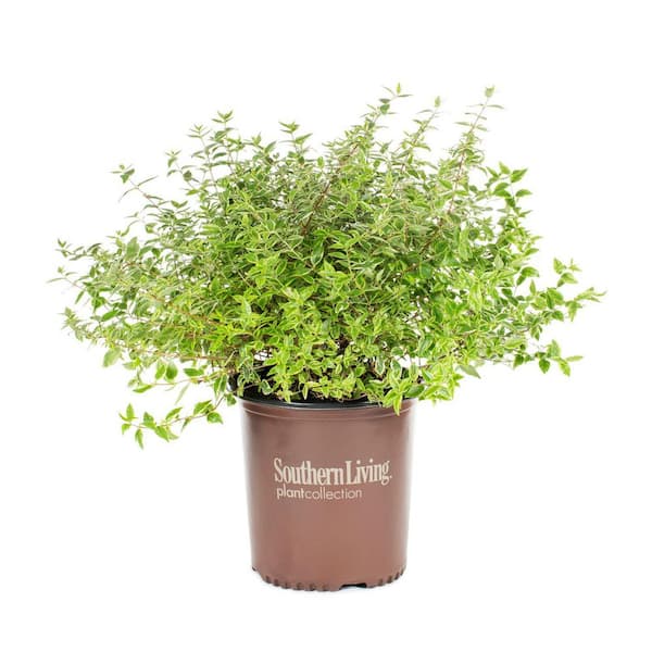 2 Gal. Suntastic Radiance Abelia With Petite White Blooms, Live Semi-Evergreen Shrub Plant