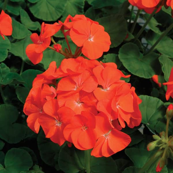 Vigoro 1 Gal. Orange Geranium Plant 74062 - The Home Depot
