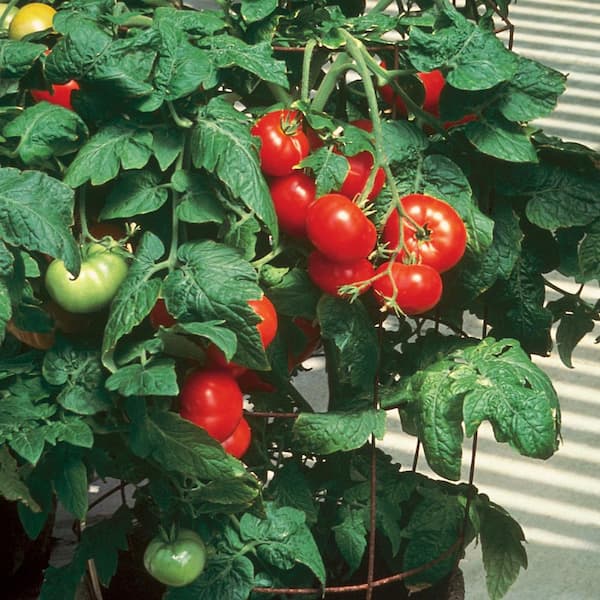 Tomato Plant Home Depotnull