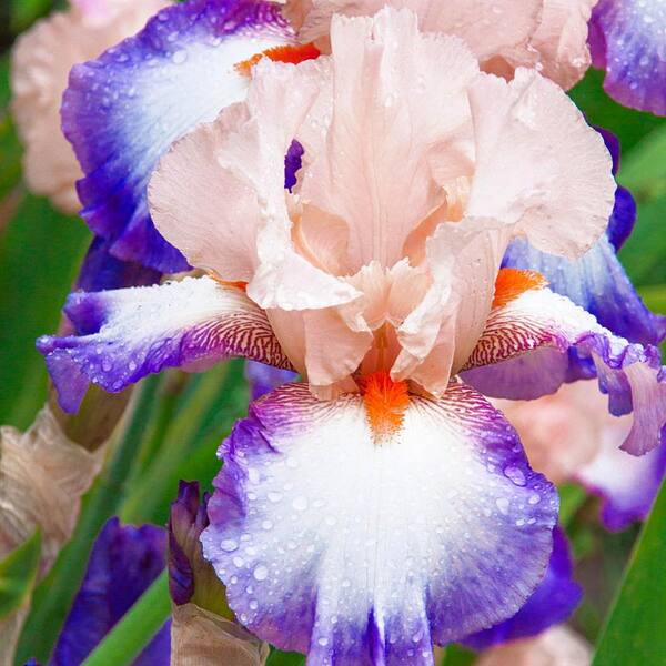 Spring Hill Nurseries Lumarco Bearded Perennial Iris, Live Bare Root Plant (1-Pack)