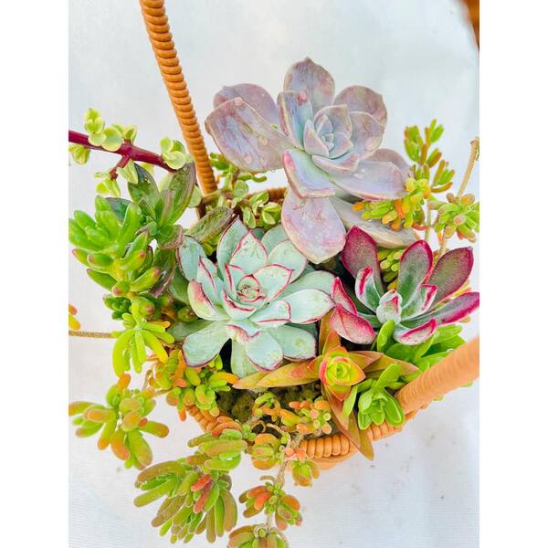 11 in. Small Wicker Soilless Succulent Plant Flower Basket