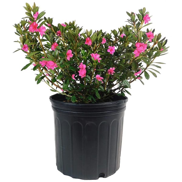 Unbranded 1 Gal. Macrantha Pink Azalea Shrub with Pink Trumpet Shaped Flowers and Green Foliage