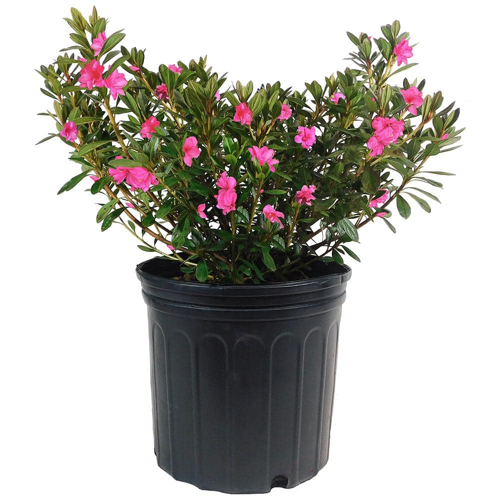 1 Gal. Macrantha Pink Azalea Shrub with Pink Trumpet Shaped Flowers and Gre