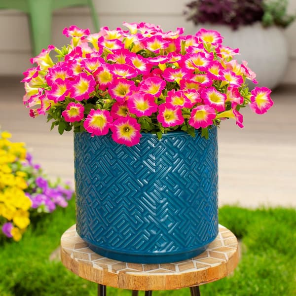 METROLINA GREENHOUSES 1.5 Pt. Petunia Supertunia Daybreak Charm