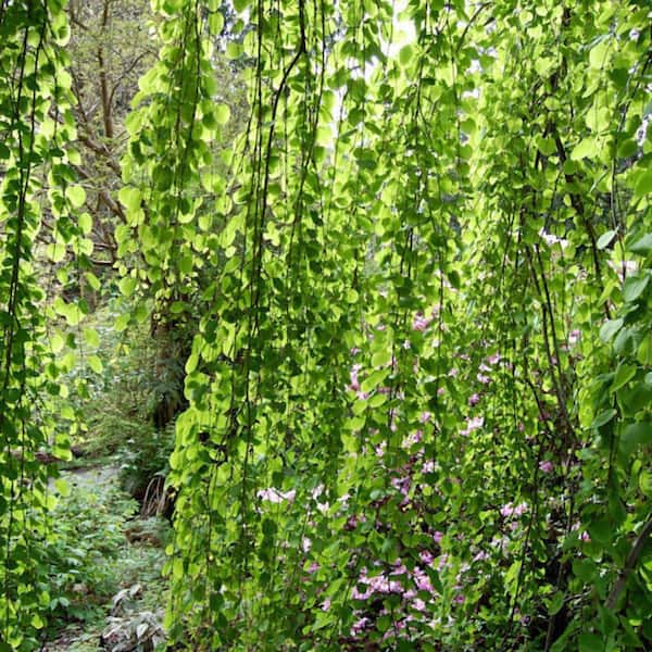 1 gal. Morioka Weeping Deciduous Katsura Tree KATMOR01GH - The