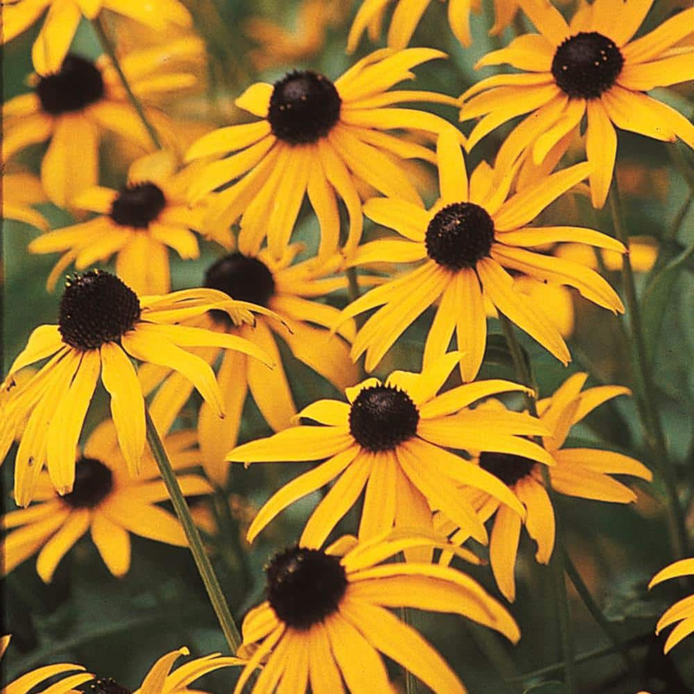 Reviews for Spring Hill Nurseries 2.5 qt. Black Eyed Susan Goldstrum