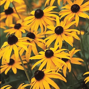 2.5 qt. Black Eyed Susan Goldstrum (Rudbeckia), Live Perennial Plant, Yellow and Black Flowers W/Green Foliage (1-Pack)