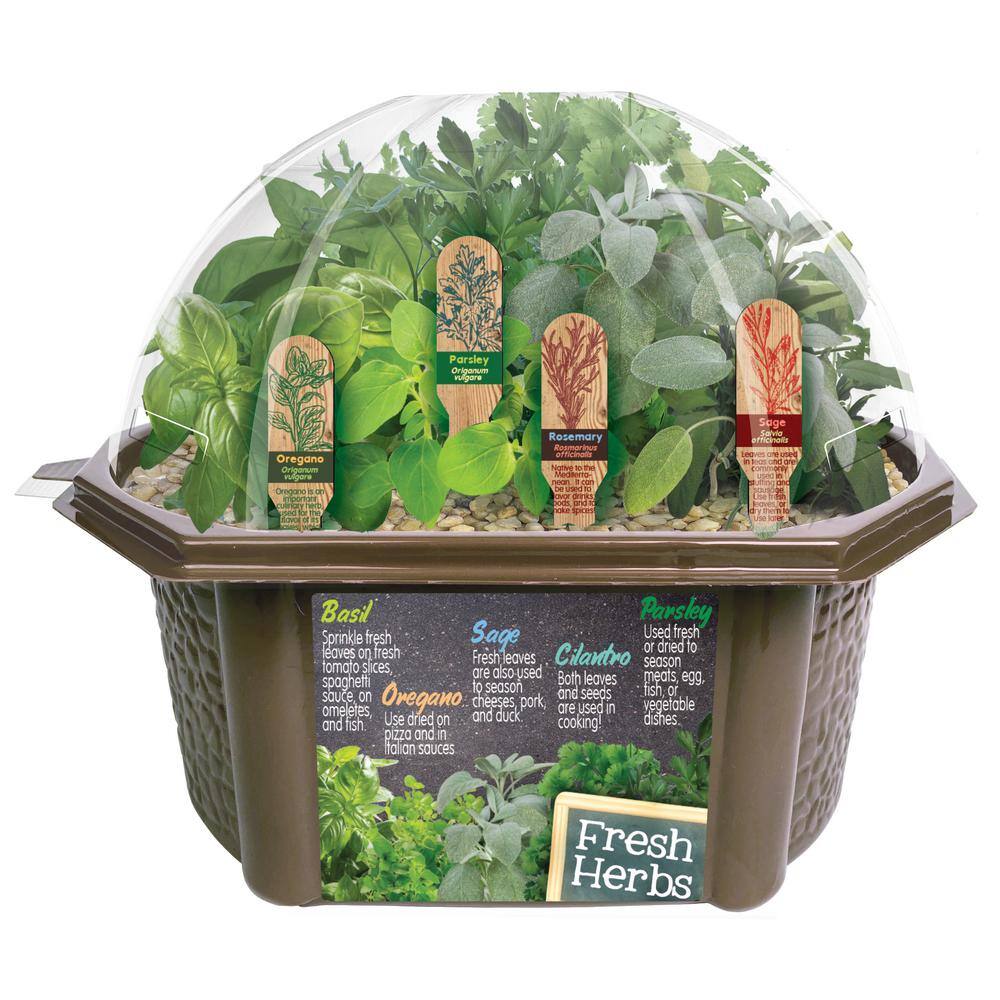 Unique Gardener Biosphere Terrariums Brown Culinary Herb Collection Indoor Garden Terrarium Indoor Garden Seed Starter Kit-5528090 - The Home Depot