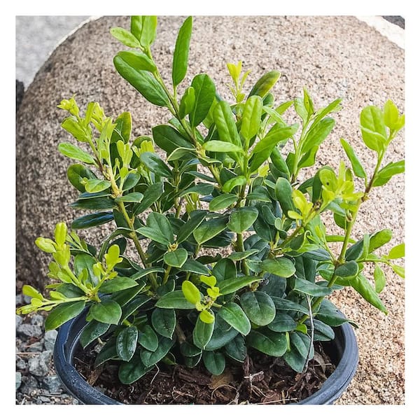 BUSH DE BRUNT CHECKMATE L オリーブ NewGen Independence Boxwood – Plant Detectives