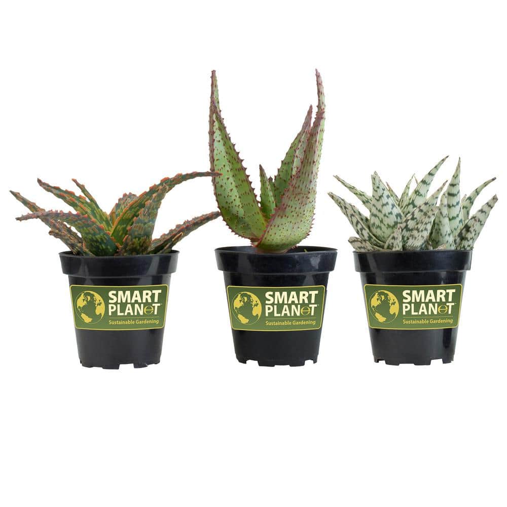 George Home Artificial Aloe in Ribbed Pot - HelloSupermarket