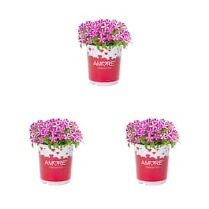 2 QT. Amore Pink Hearts Pink and White Petunia Annual Plant (3-Pack)