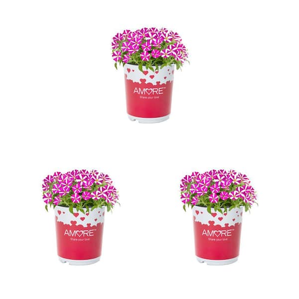 METROLINA GREENHOUSES 2 QT. Amore Pink Hearts Pink and White Petunia Annual Plant (3-Pack)