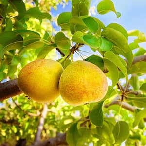 Orient Pear Fruit Tree