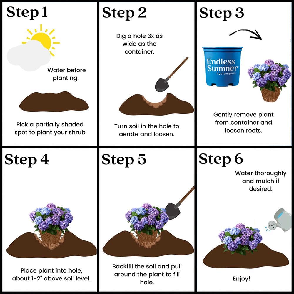 Endless Summer Purple and Blue Hydrangea in 1-Gallon Container