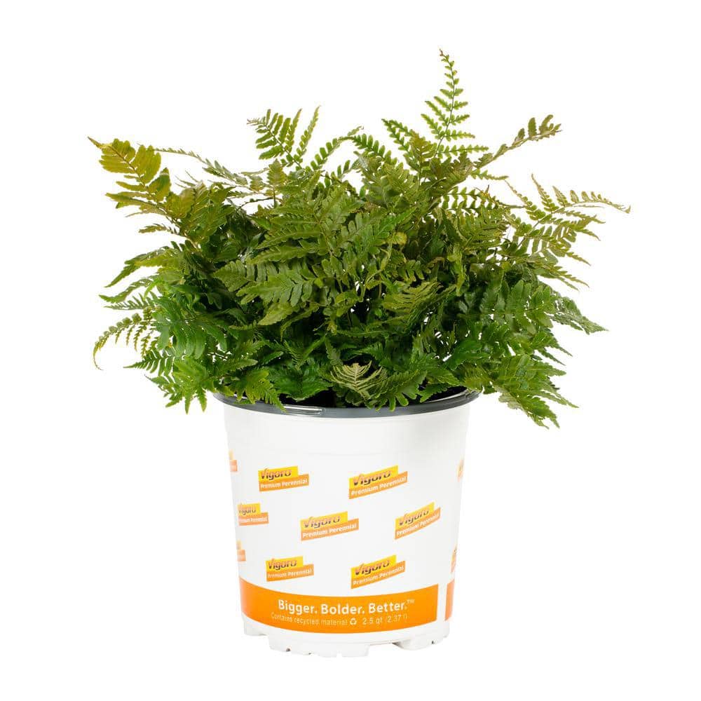 Vigoro 2.5 Qt. Green Japanese Painted Fern Perennial Plant 69147
