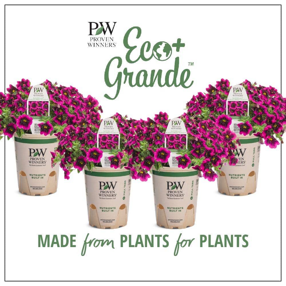 VALEM & A-PLANTS 別注モデル PROVEN WINNERS 4.25 in. Eco+Grande, Superbells Blackcurrant Punch