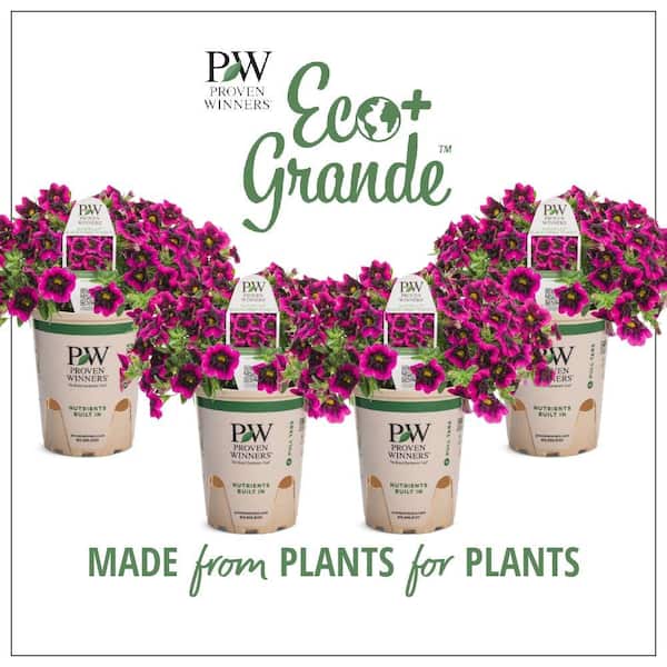 4.25 in. Eco+Grande, Superbells Blackcurrant Punch (Calibrachoa) Live Plant, Pink-Purple Flowers (4-Pack)