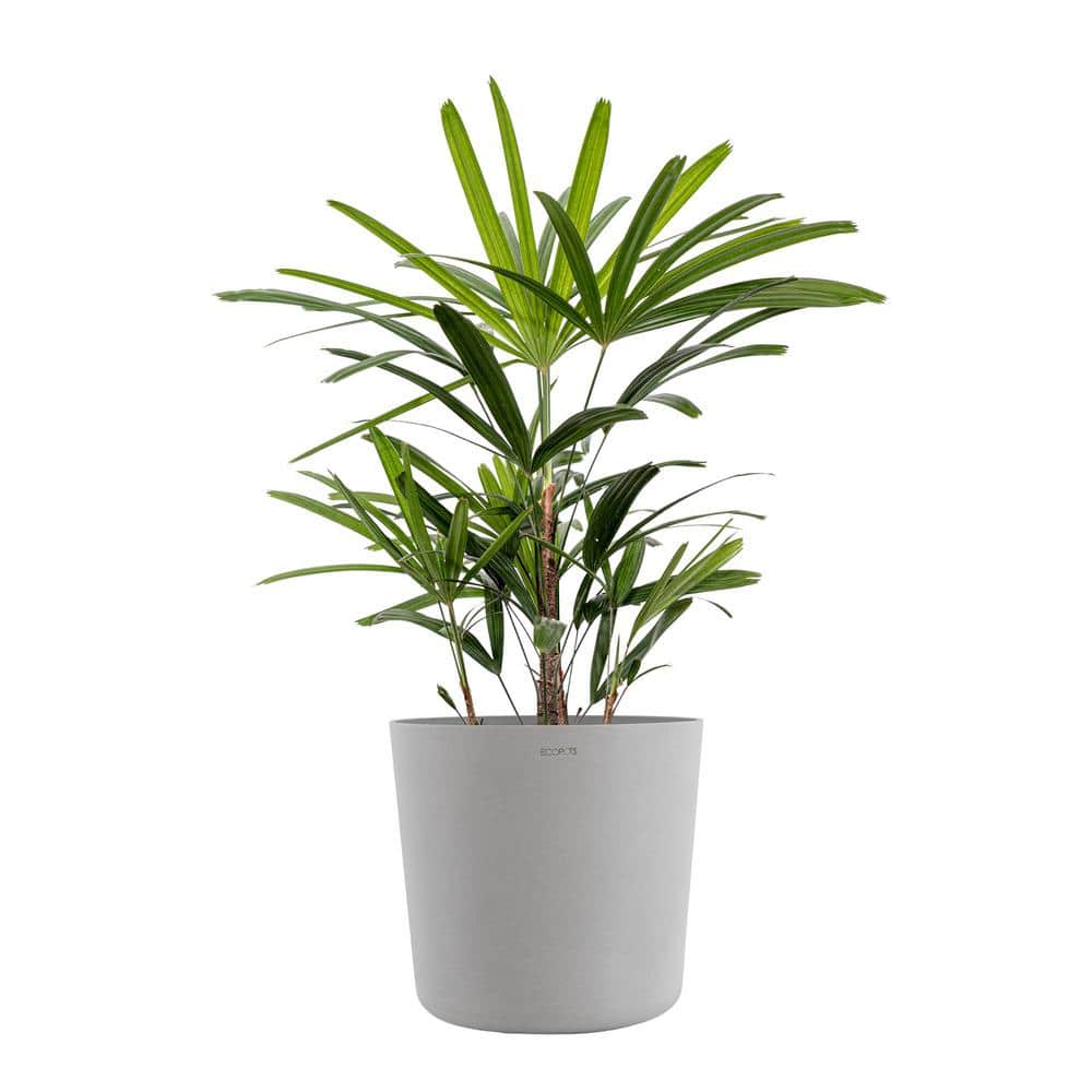 United Nursery Live Broadleaf Lady Palm Rhapis Excelsa in 10 in