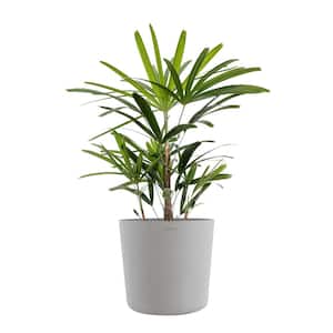 Live Broadleaf Lady Palm Rhapis Excelsa in 10 in. Light Grey Eco-Friendly Sustainable Decor Pot