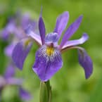 Purple Flame Iris, Live Bareroot Perennial Plant, Purple and Yellow Flowers (1-Pack)