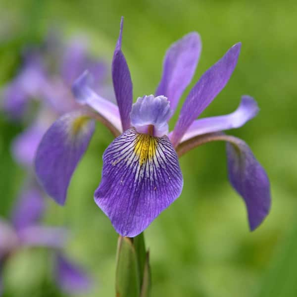 Spring Hill Nurseries Purple Flame Iris, Live Bareroot Perennial Plant, Purple and Yellow Flowers (1-Pack)