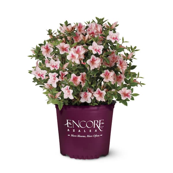 ENCORE AZALEA 1 Gal. Autumn Belle Shrub with Pinkish White Flowers